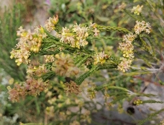 Passerina corymbosa