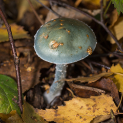 Stropharia aeruginosa