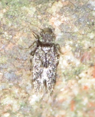 Echmepteryx