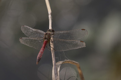 Sympetrum depressiusculum