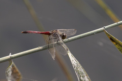 Sympetrum depressiusculum