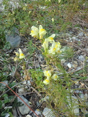 Linaria biebersteinii