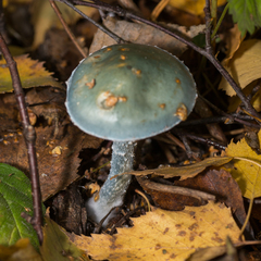 Stropharia aeruginosa