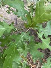 Quercus buckleyi
