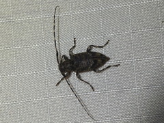 Astyleiopus variegatus