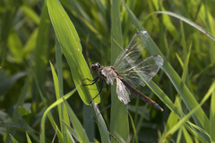Sympetrum depressiusculum