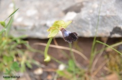 Ophrys atlantica image