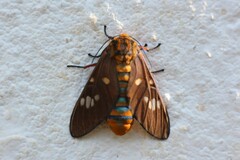 Balacra caeruleifascia