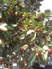 Crataegus mexicana