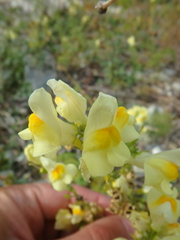 Linaria biebersteinii