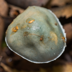 Stropharia aeruginosa