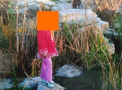 Phragmites australis