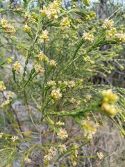 Passerina corymbosa