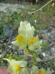 Linaria biebersteinii