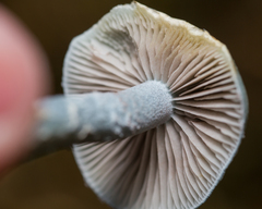 Stropharia aeruginosa