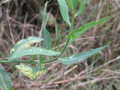 Chondrilla latifolia