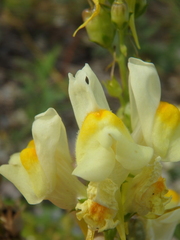 Linaria biebersteinii