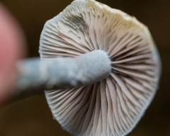Stropharia aeruginosa