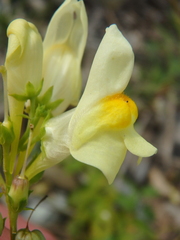 Linaria biebersteinii