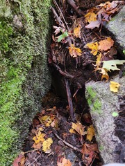 Crepidomanes intricatum