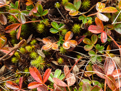 Sibbaldiopsis tridentata