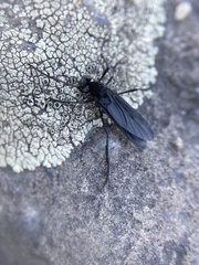 Penthetria heteroptera