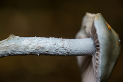 Stropharia aeruginosa