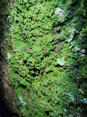 Crepidomanes intricatum