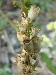 Linaria biebersteinii