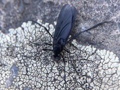 Penthetria heteroptera