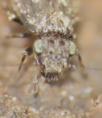 Echmepteryx