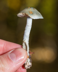 Stropharia aeruginosa