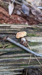 Lactarius chrysorrheus