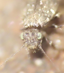 Echmepteryx