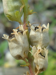 Linaria biebersteinii