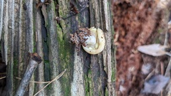 Lactarius chrysorrheus