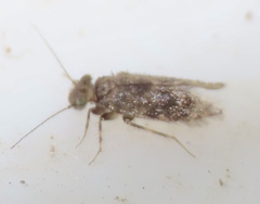 Echmepteryx