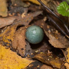 Stropharia aeruginosa