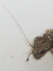 Echmepteryx