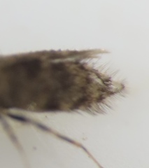 Echmepteryx