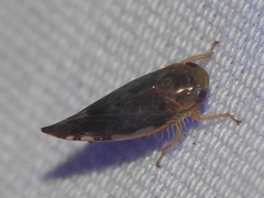 Acinopterus
