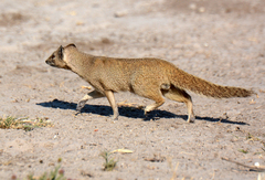 Cynictis penicillata