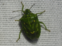 Banasa euchlora