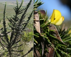 Aspalathus teres thodei