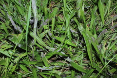 Golovinomyces sordidus