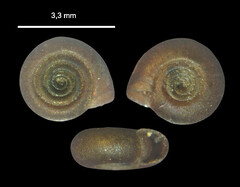 Bathyomphalus contortus