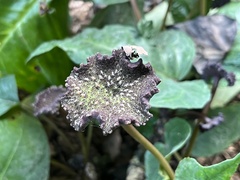 Dorstenia elata