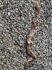 Agkistrodon laticinctus