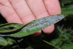 Golovinomyces sordidus