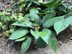 Dorstenia elata
